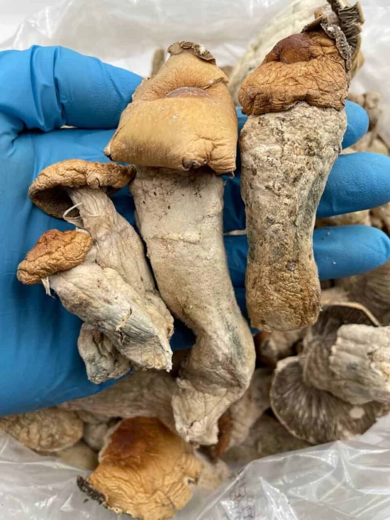 PENIS ENVY