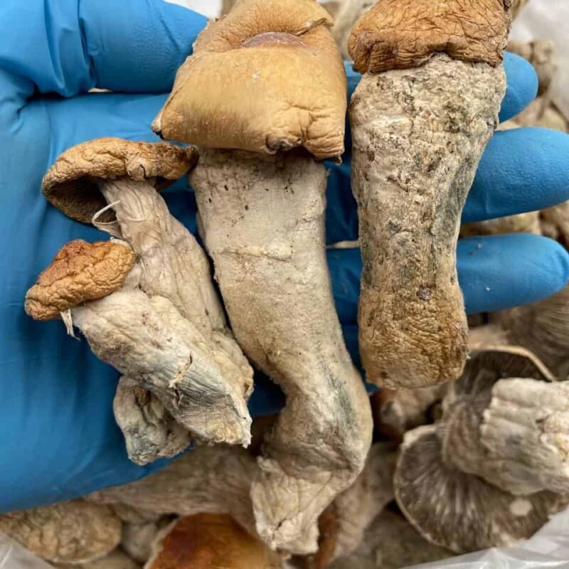 PENIS ENVY