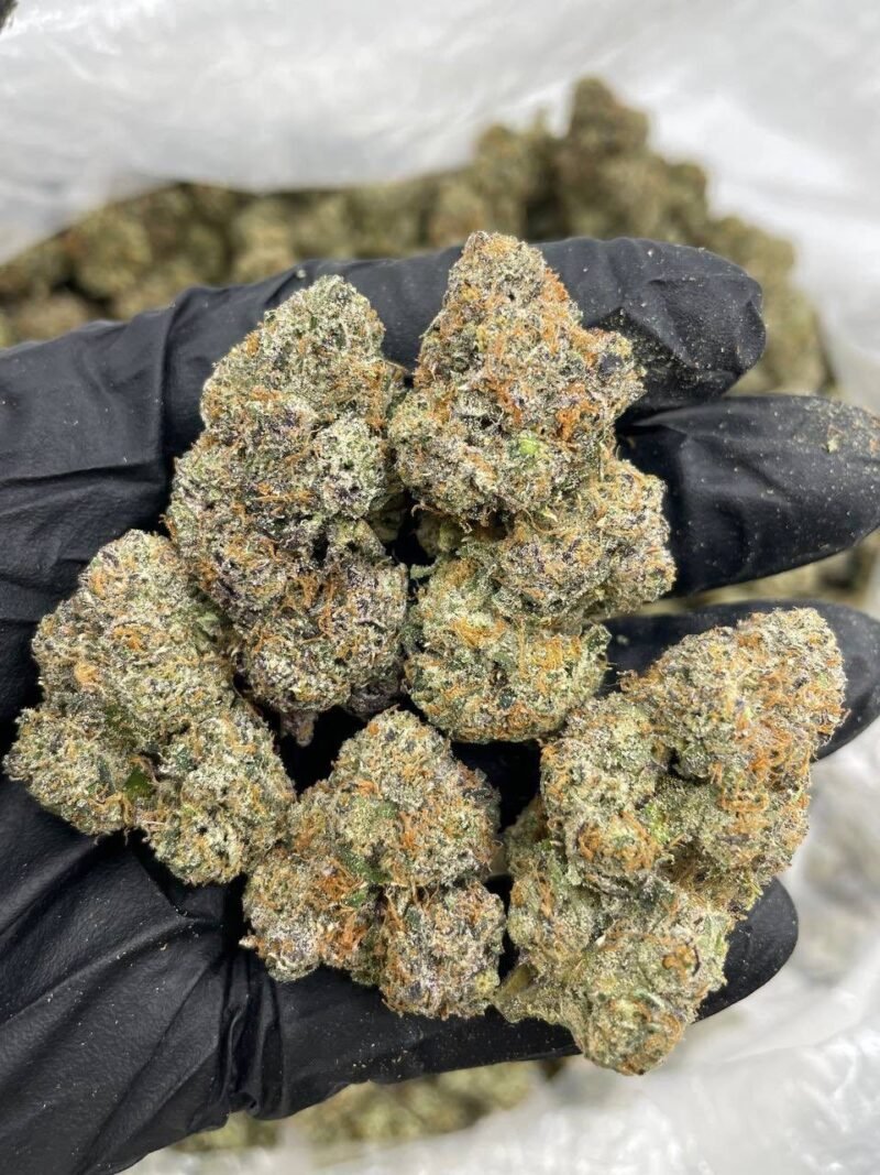 33 CANDY GELATO