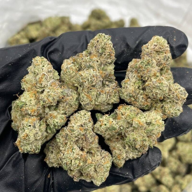 GUAVA RUNTZ