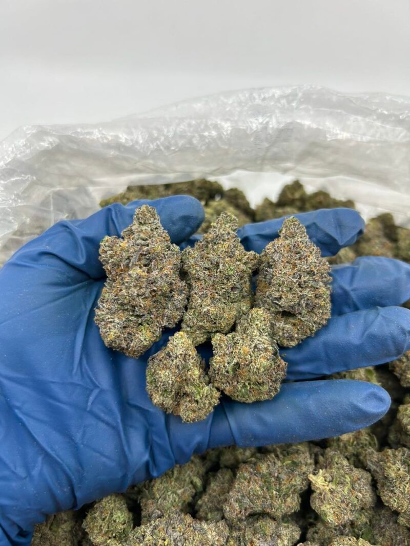 GELATO 31
