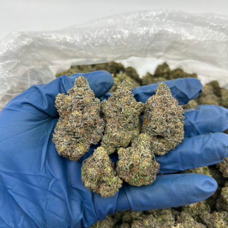 GELATO 31