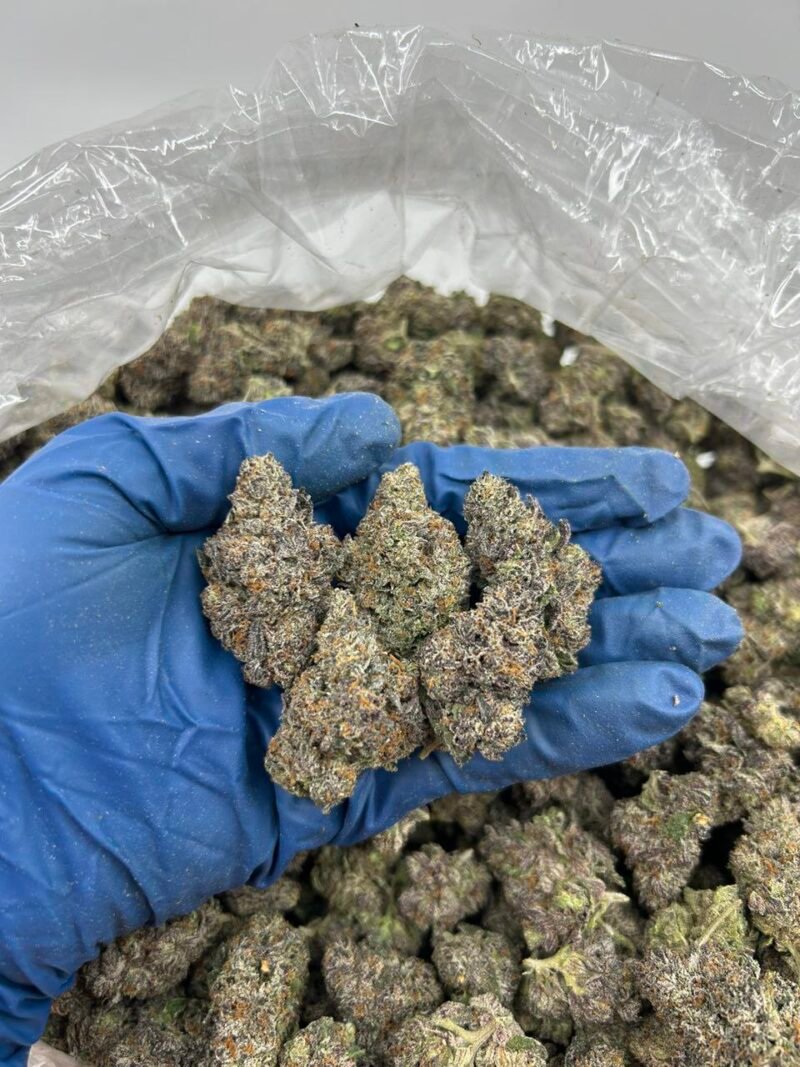 MEGA RUNTS