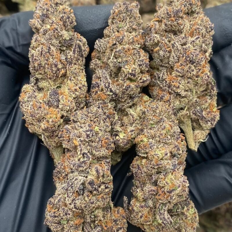 PURPLE GLITTER RUNTZ